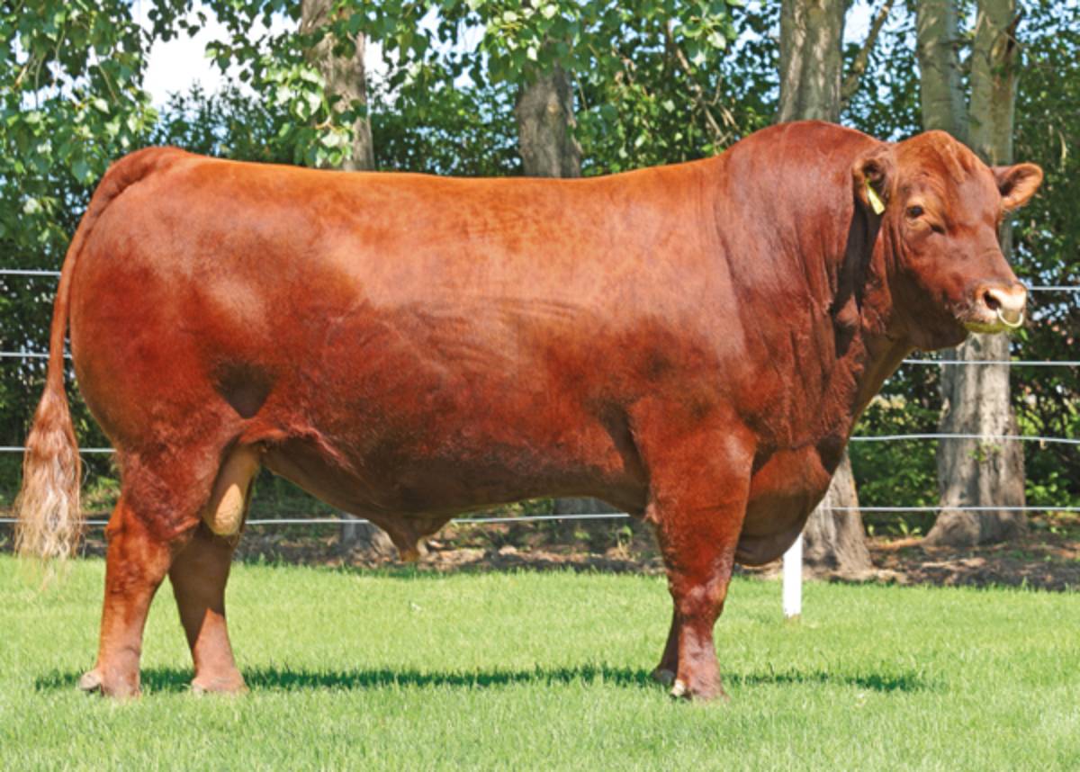 TALISKER