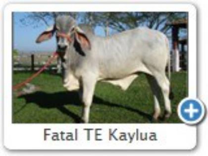 FATAL TE DA KAYLUA
