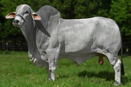 FENOMENO FIV CCC