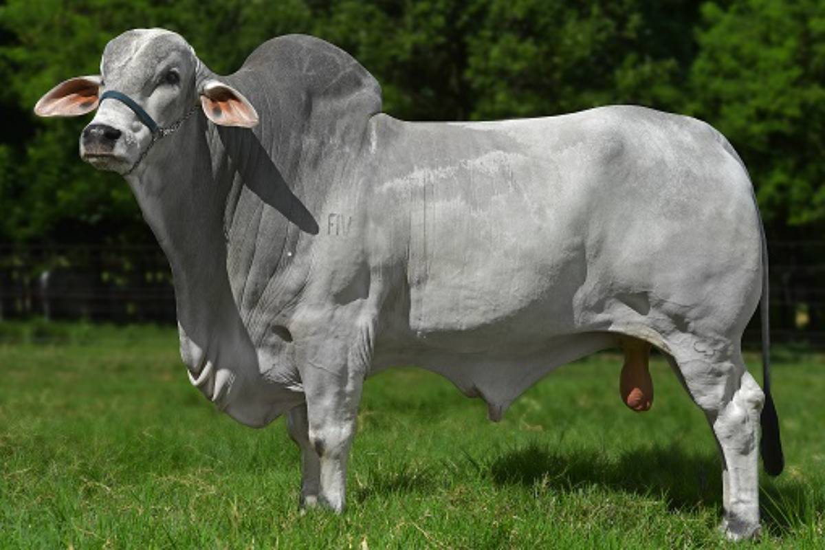 FENOMENO FIV CCC