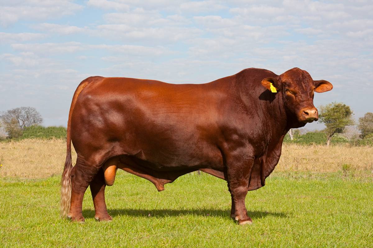 CAMARÓN