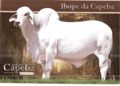 IBOPE DA CAPEBA
