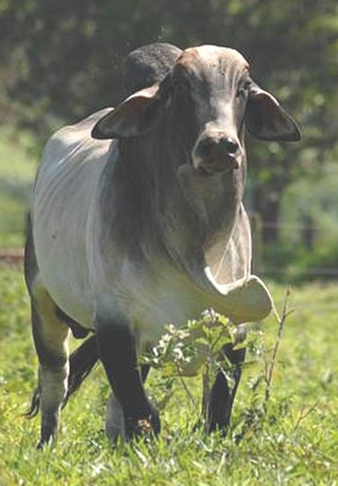 JIQUI DO CORREGO