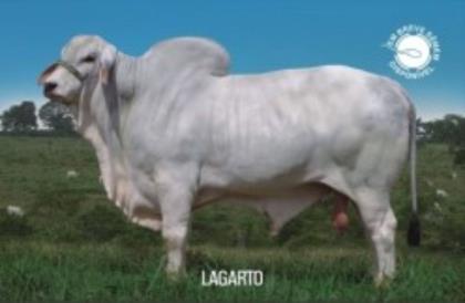 LAGARTO DA PATURI