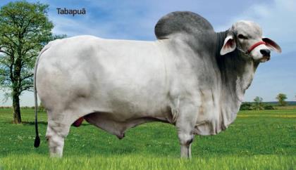 LAPSO TE DA JANGADA