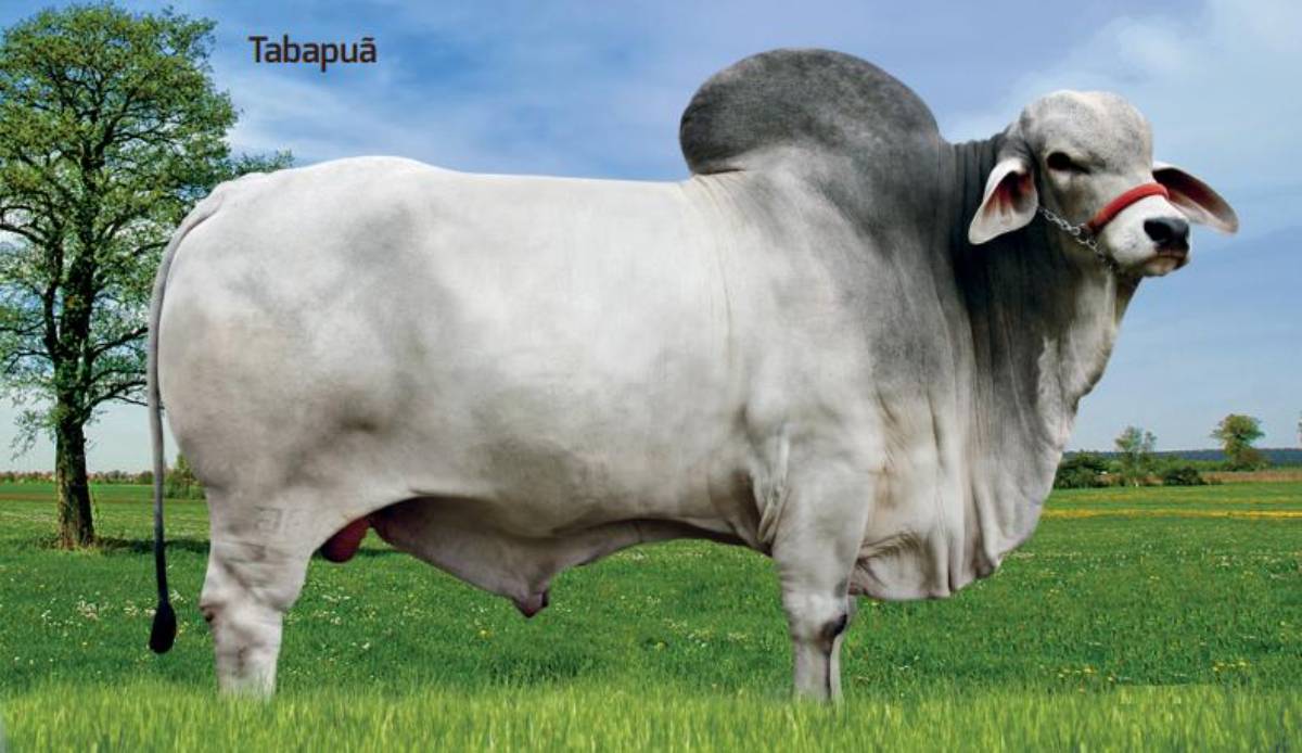 LAPSO TE DA JANGADA