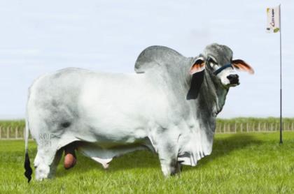 MACACÃO