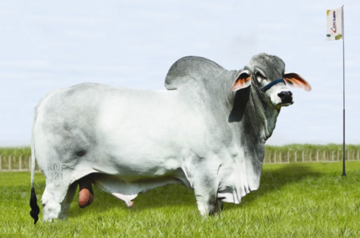 MACACÃO