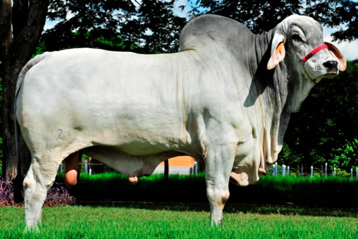 MAJESTOSO FIV