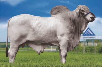 NORTON FIV DO GOIAS