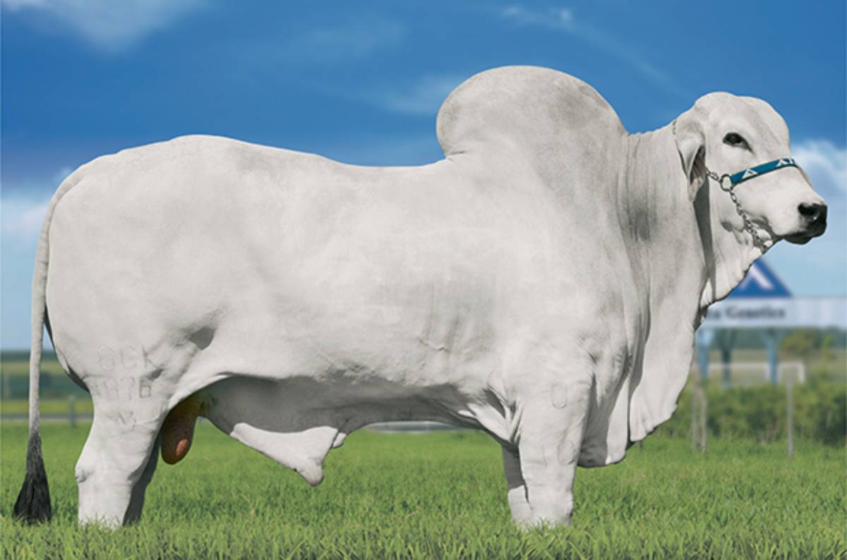 PRUDENTE DA KAYLUA