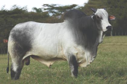 GALEGO DA QUILOMBO