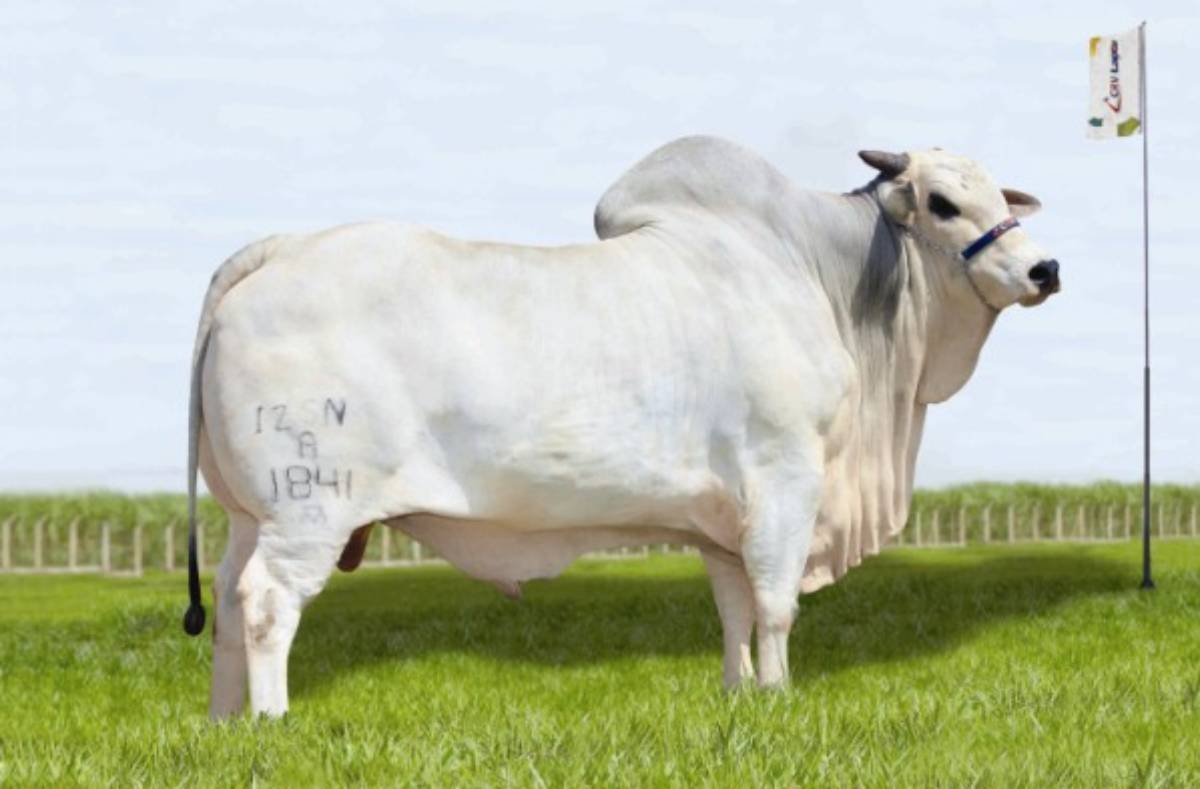 GALHO IZ
