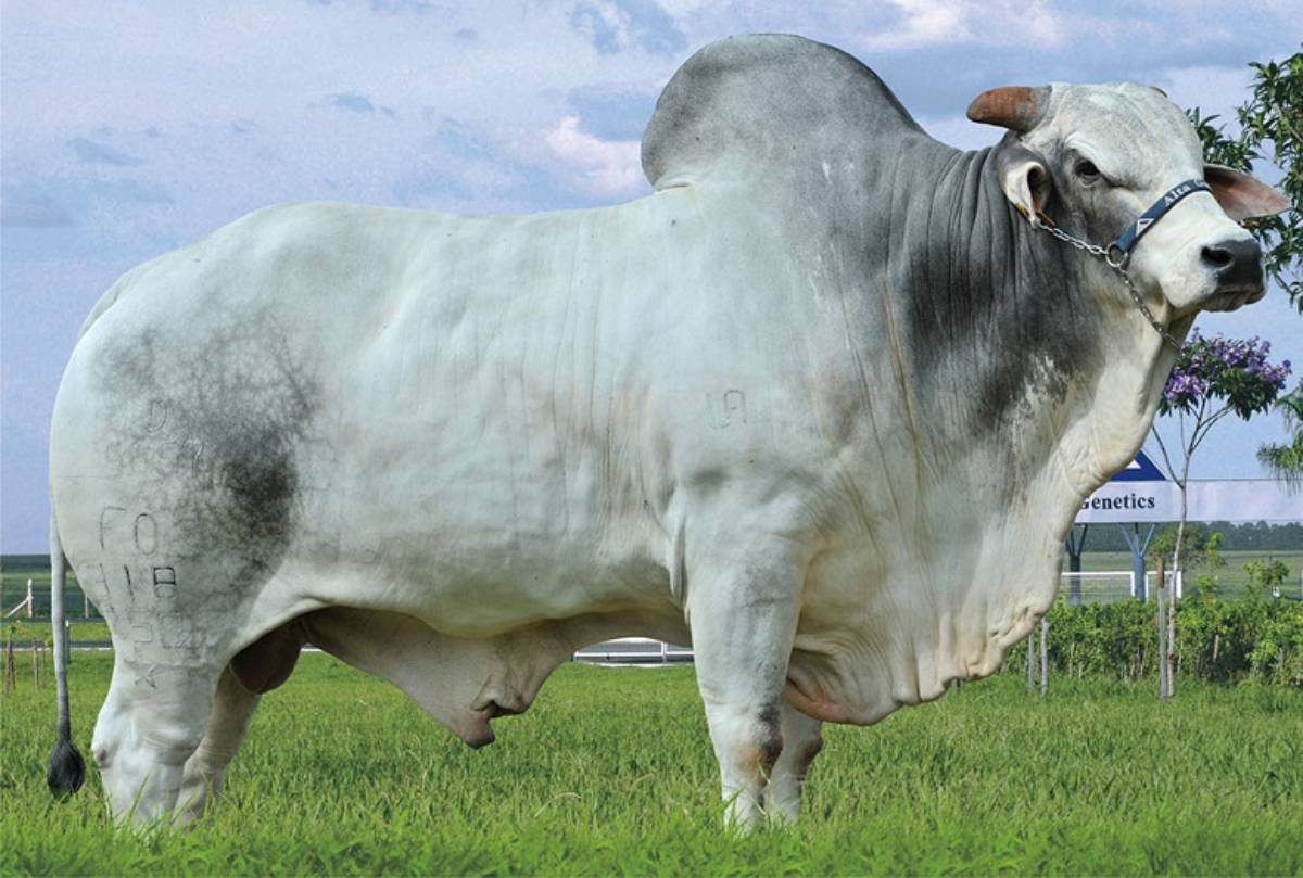 GOIÁS EGA