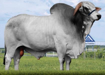 GRACO RANCHO ALEGRE