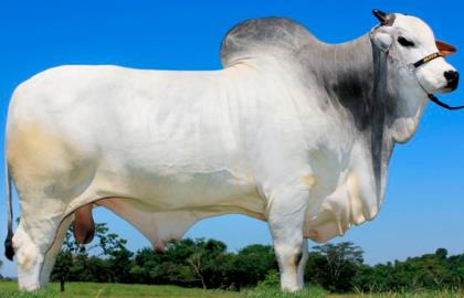 GREGO DA MATA