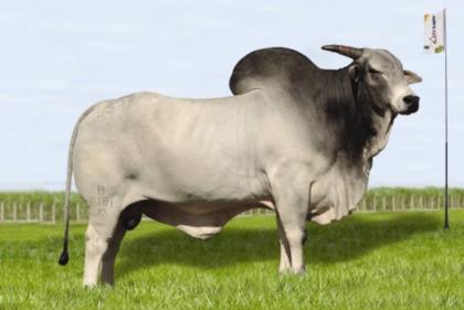 GURILA
