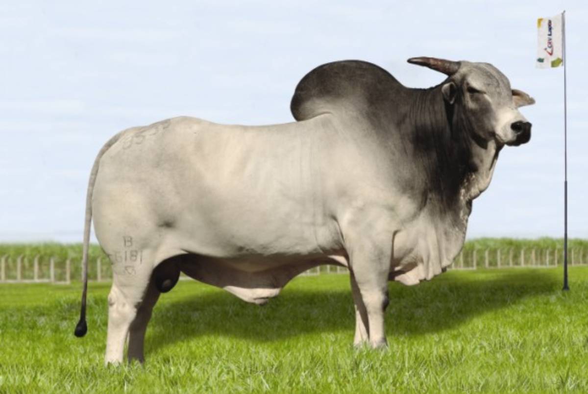 GURILA