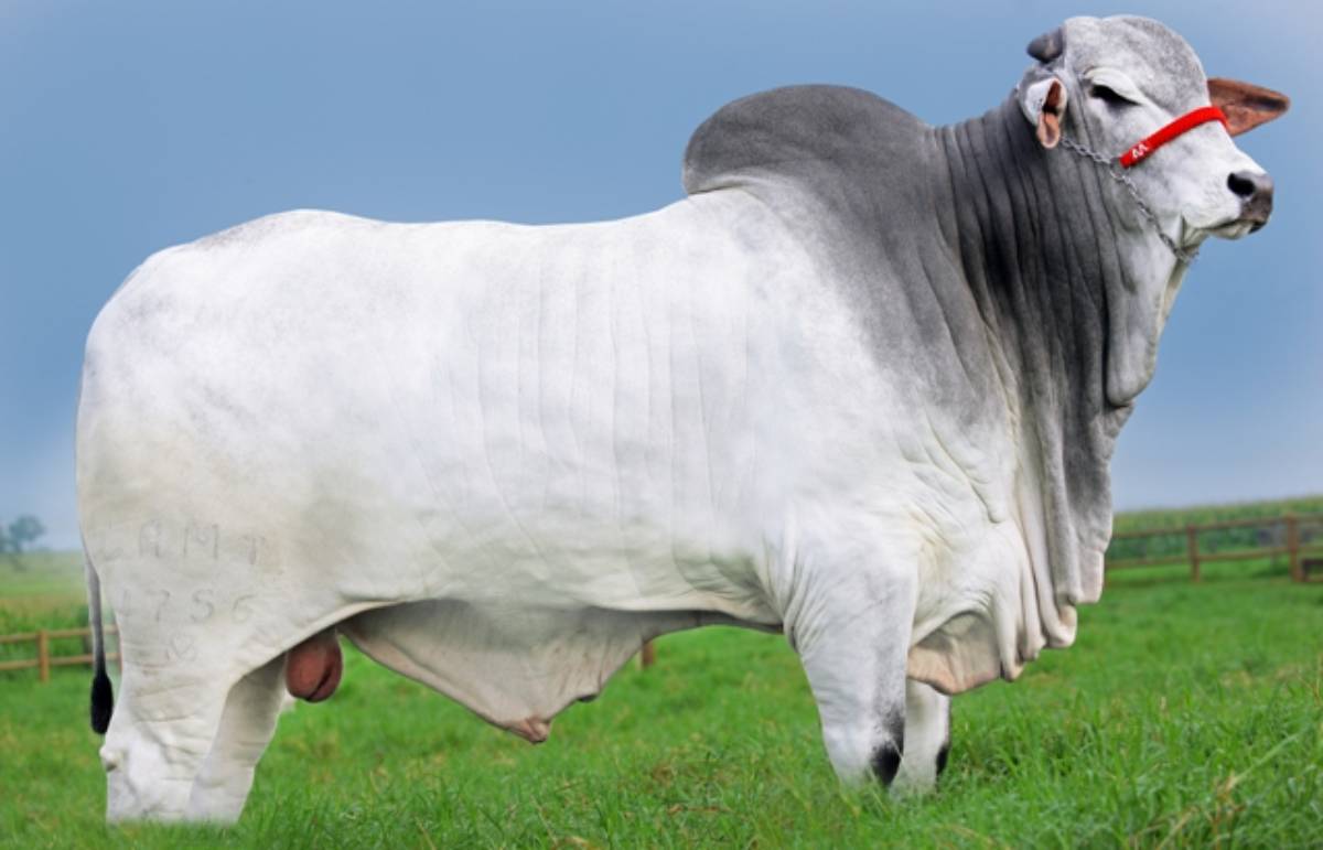 HAMAL 7 TE DA MAFRA