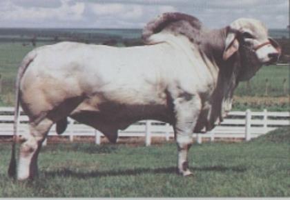 SALGADO DA PRATA