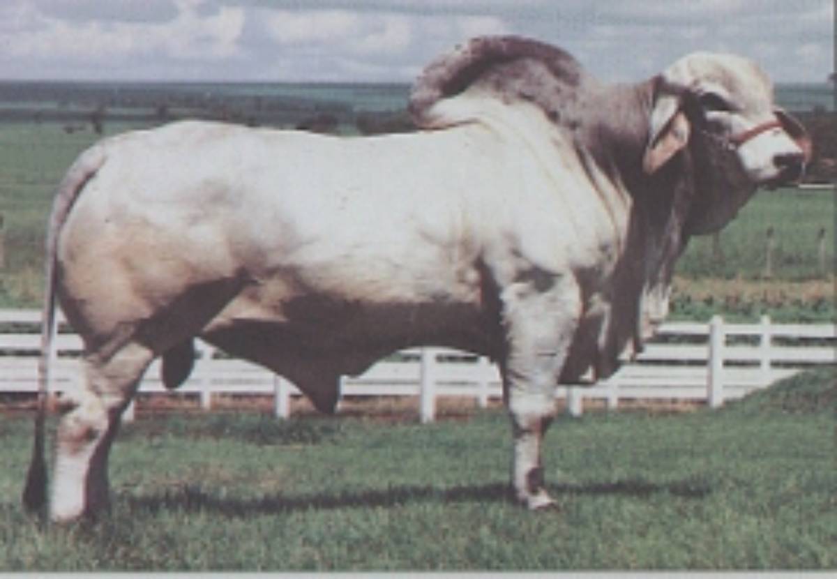 SALGADO DA PRATA