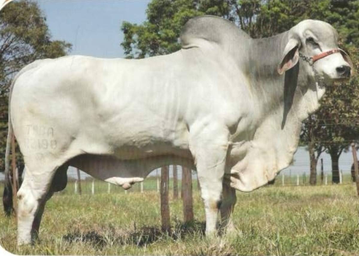 VIUVO DE TAB
