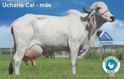 BAKO DO LAMARÃO