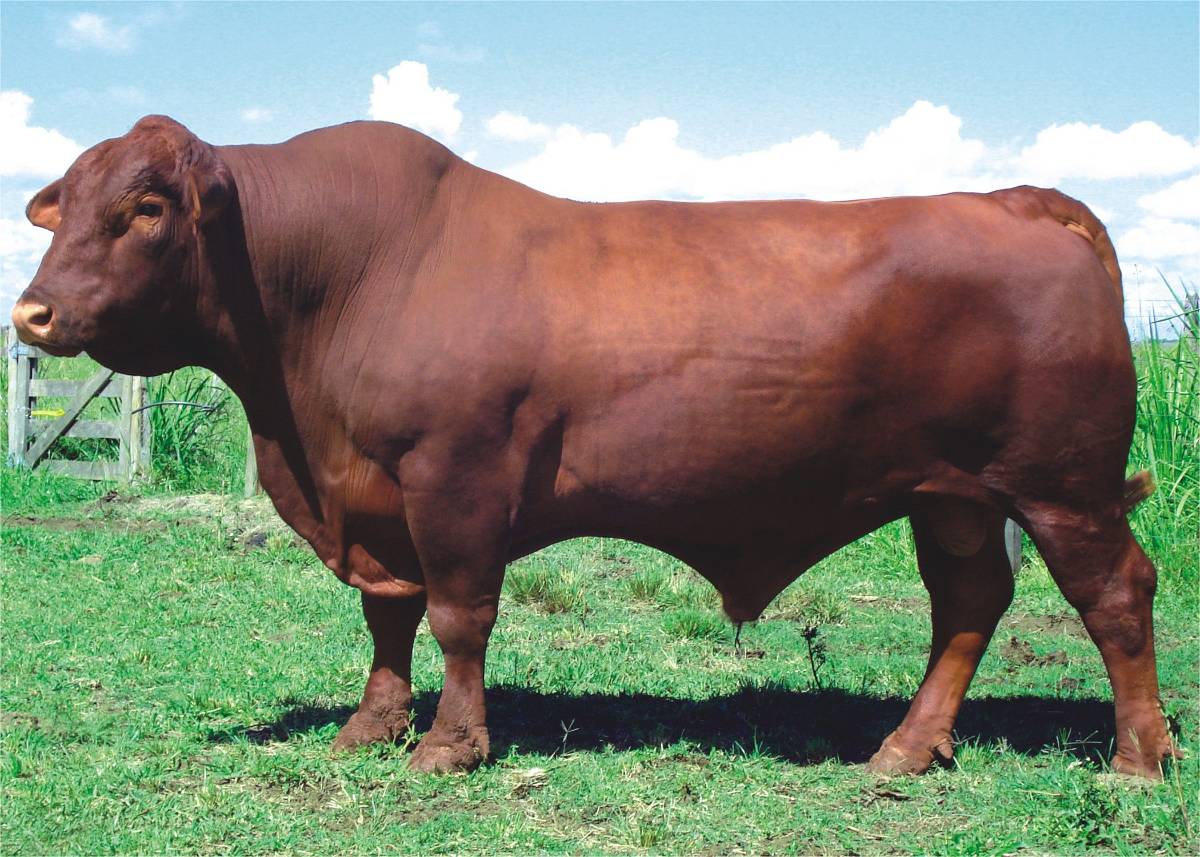 MÍSTICO