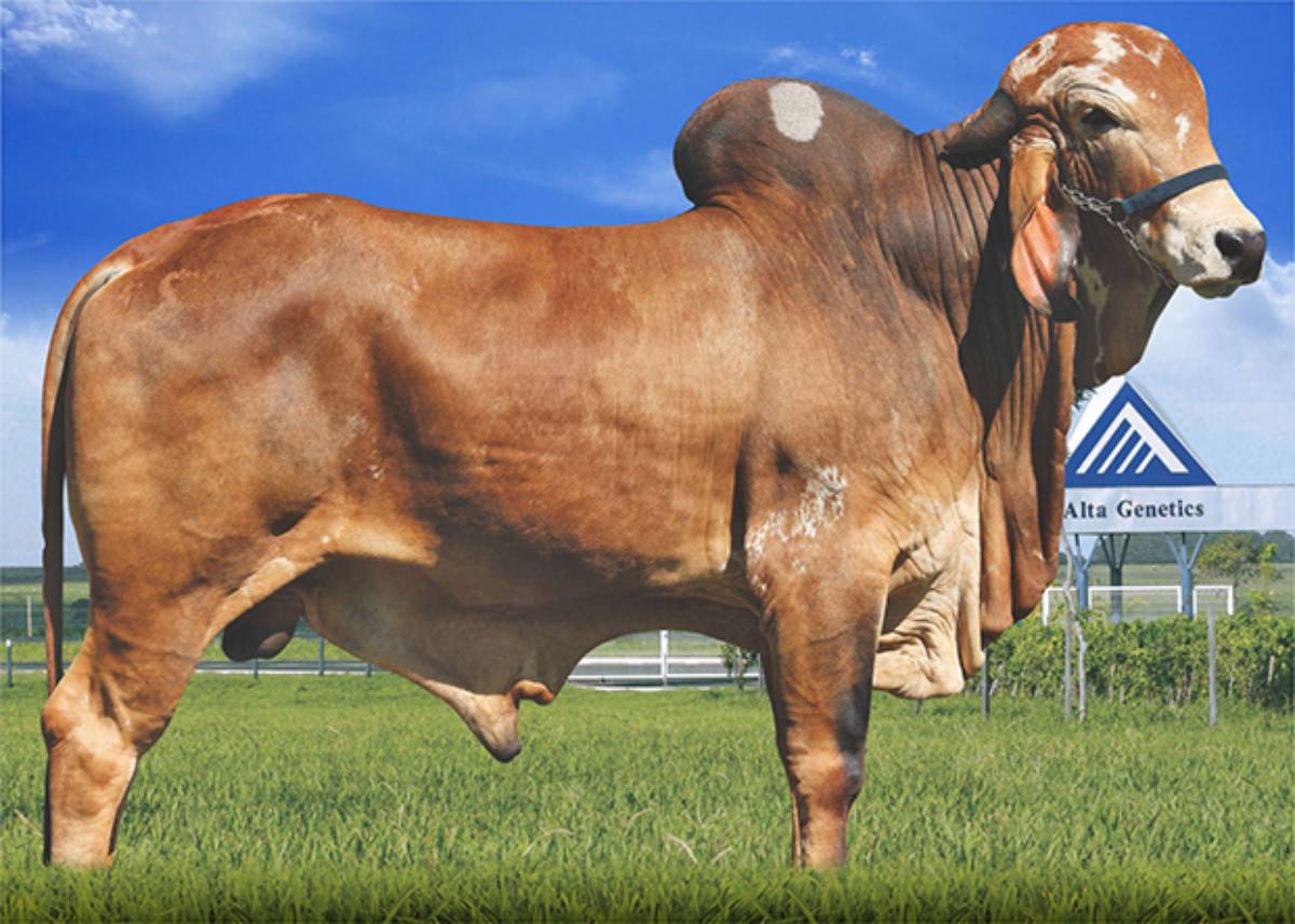 BARÃO DO JRD