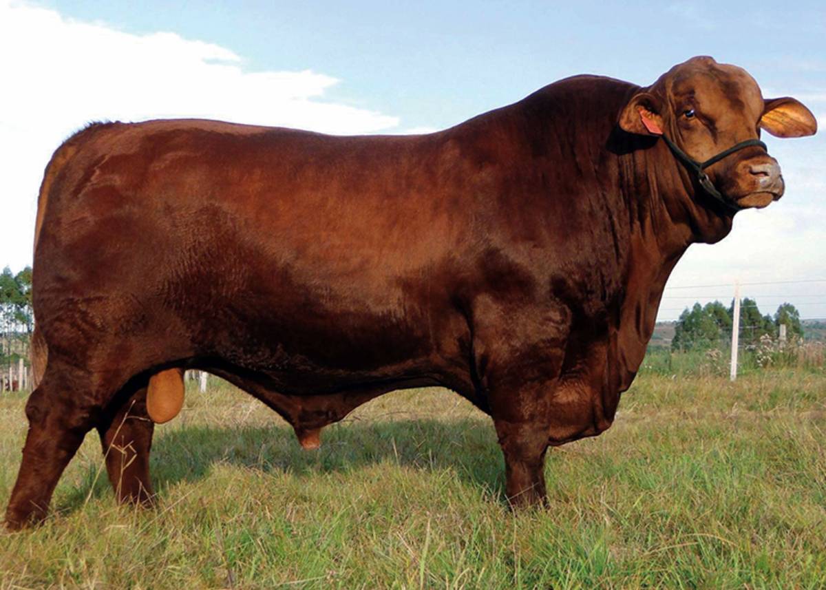 RUBI