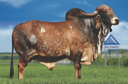 COWBOY TE DE BRASÍLIA