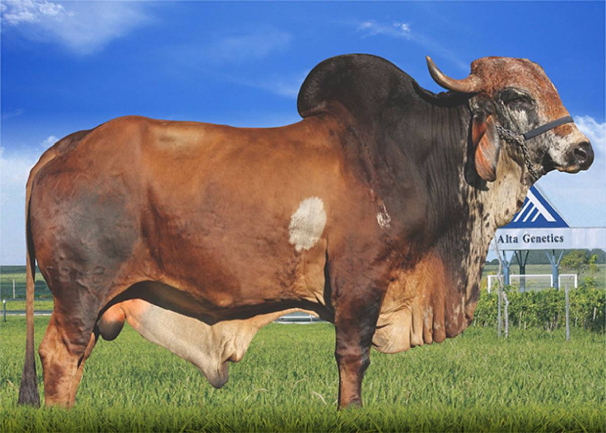 DELÍRIO TE DE BRASÍLIA