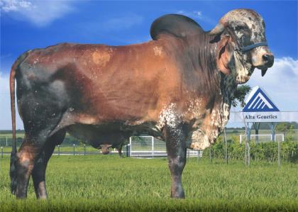 ELDORADO FIV KENYO
