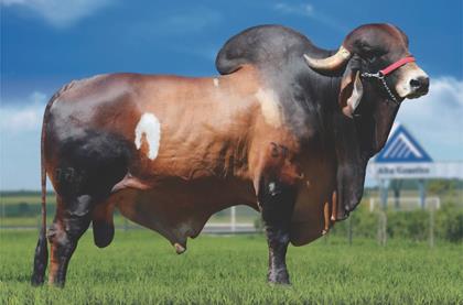 EXPOENTE TE BRASÍLIA