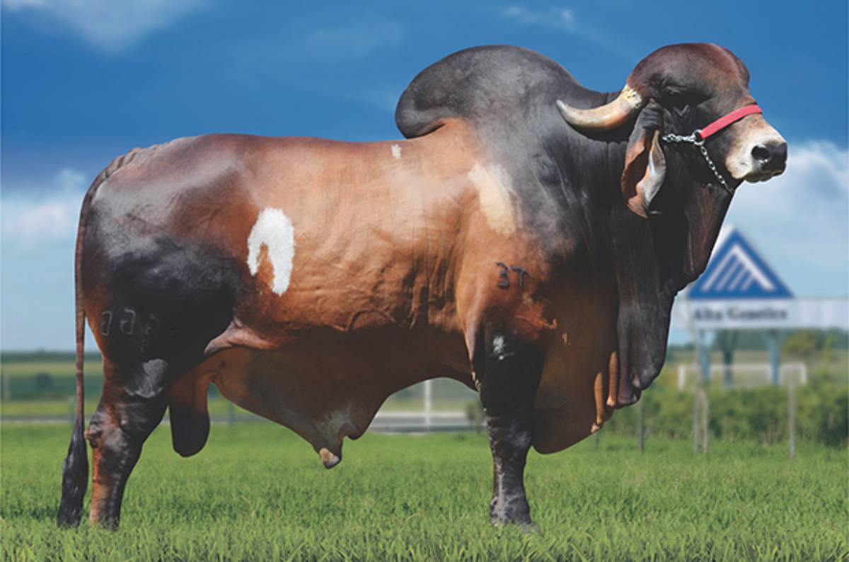 EXPOENTE TE BRASÍLIA