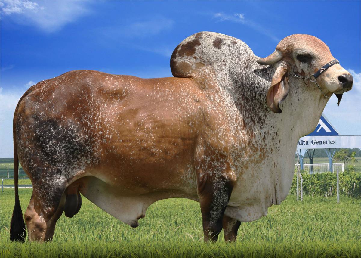 FARAÓ FIV DE BRASÍLIA