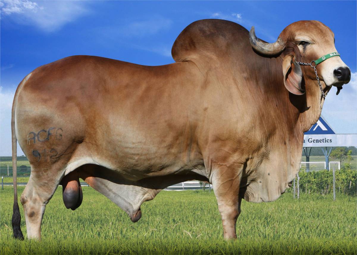 FIDALGO KUBERA