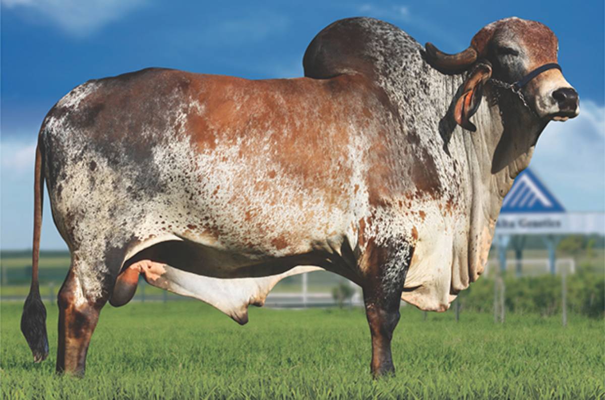 GOLIAS FIV COL