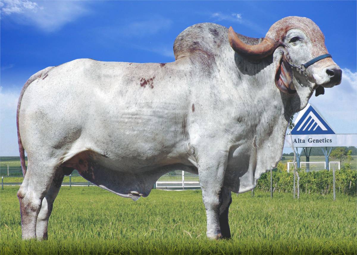 GUARDIÃO TE GAVIÃO
