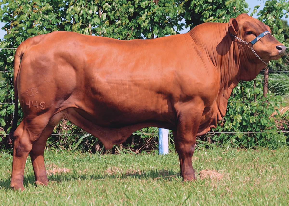 EL BANDOLEIRO FIV DA TUFUBARINA