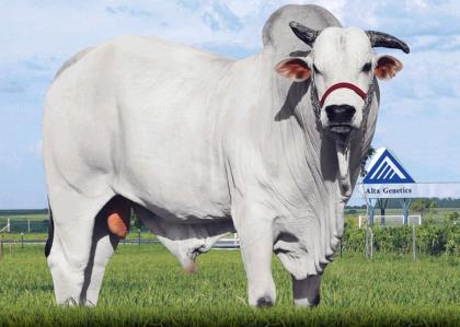 IMUNE 2187 DA IPB