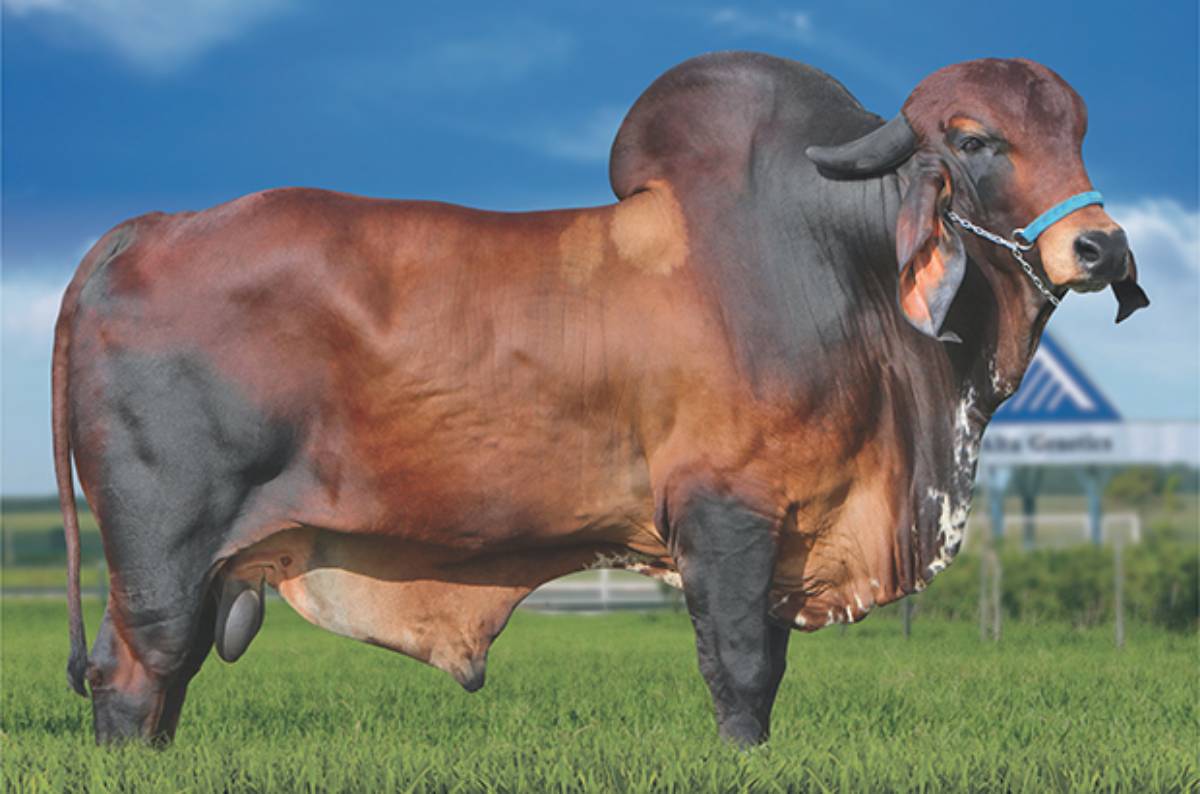 KALIKA FIV VILA RICA