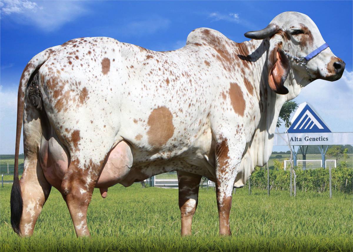 MODELO TE DE BRASÍLIA