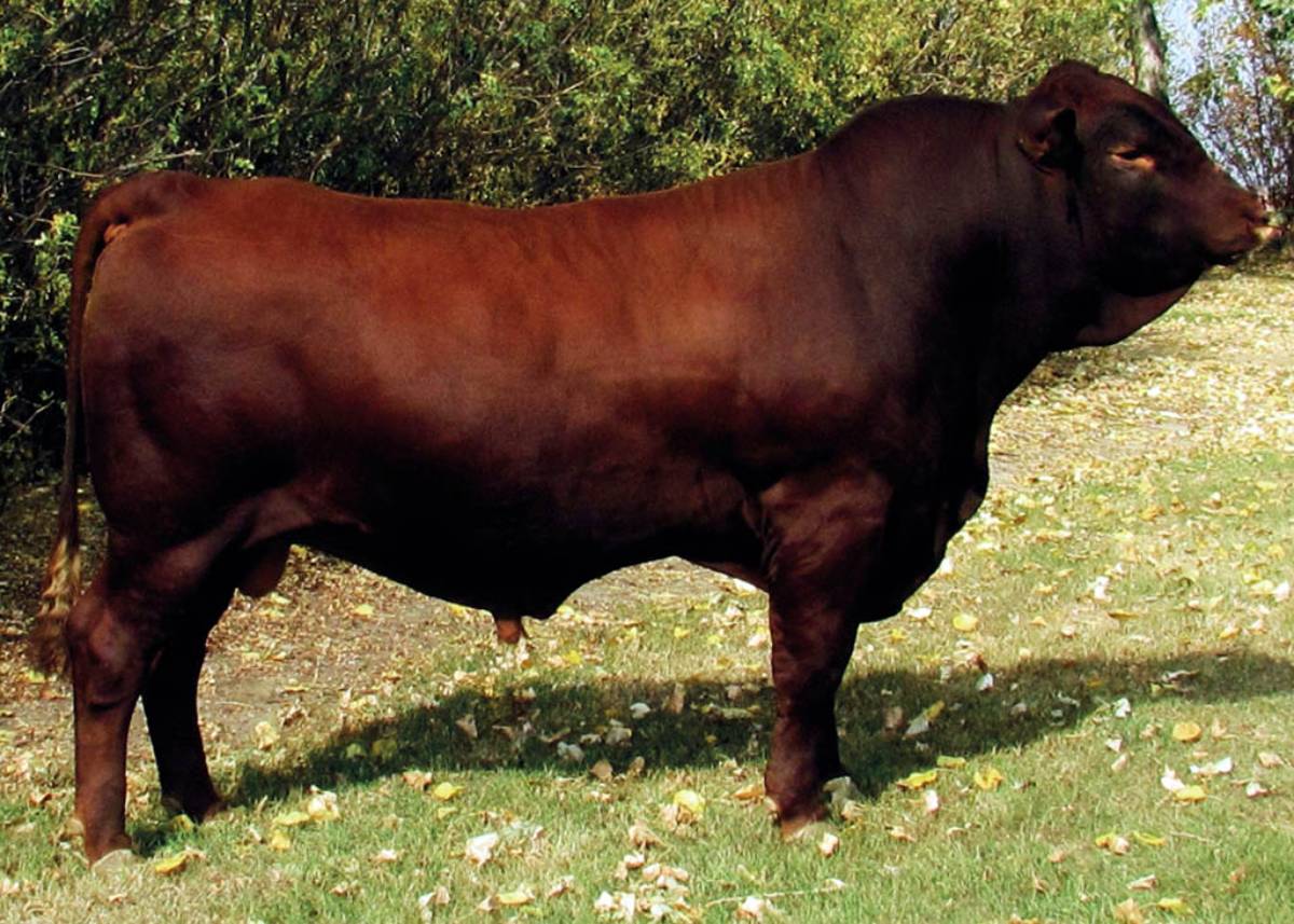 TITAN