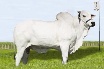 VENCEDOR