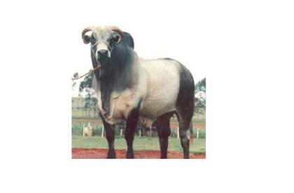 VASUVEDA POI