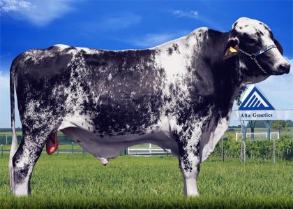 ARPOADOR LAMINA AFTERSHOCK FIV N.T