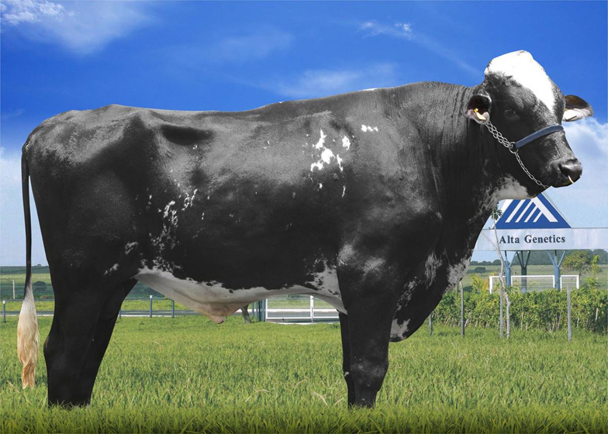 ATUAL GOLDWYN CONAN TE