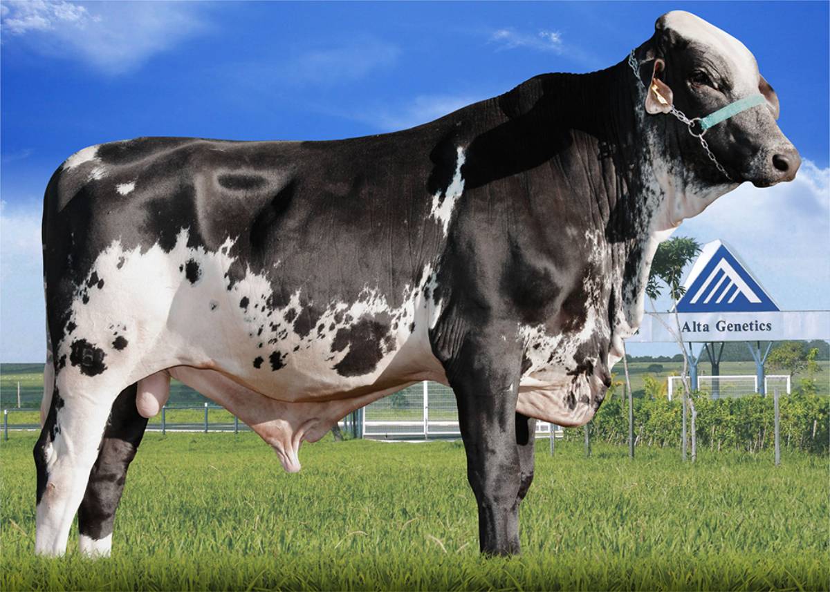 AXXOR AVALON