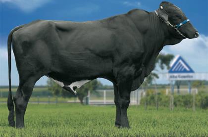 CASTELO DE UBERABA GOLDWYN FUBE